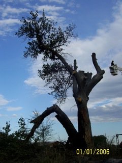 Branches 3
